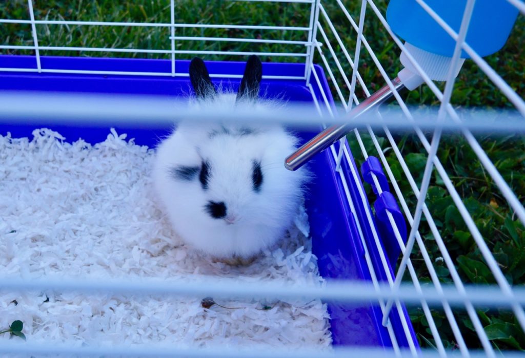 Oreo, the bunny. The official mascot of the Peach Truck. 